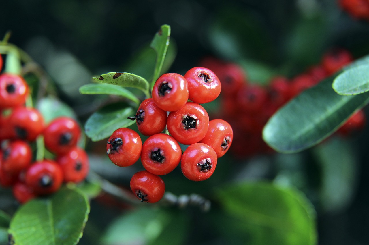 青黄不接 青黄不接